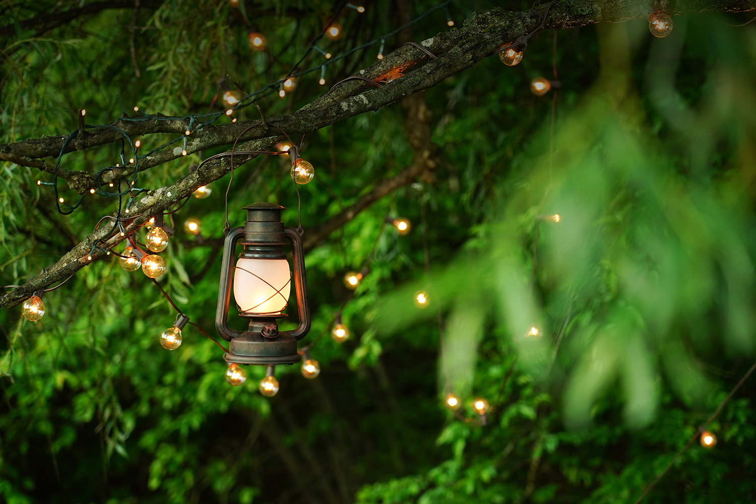 Lights and a lantern hanging in a willow tree ceremony location