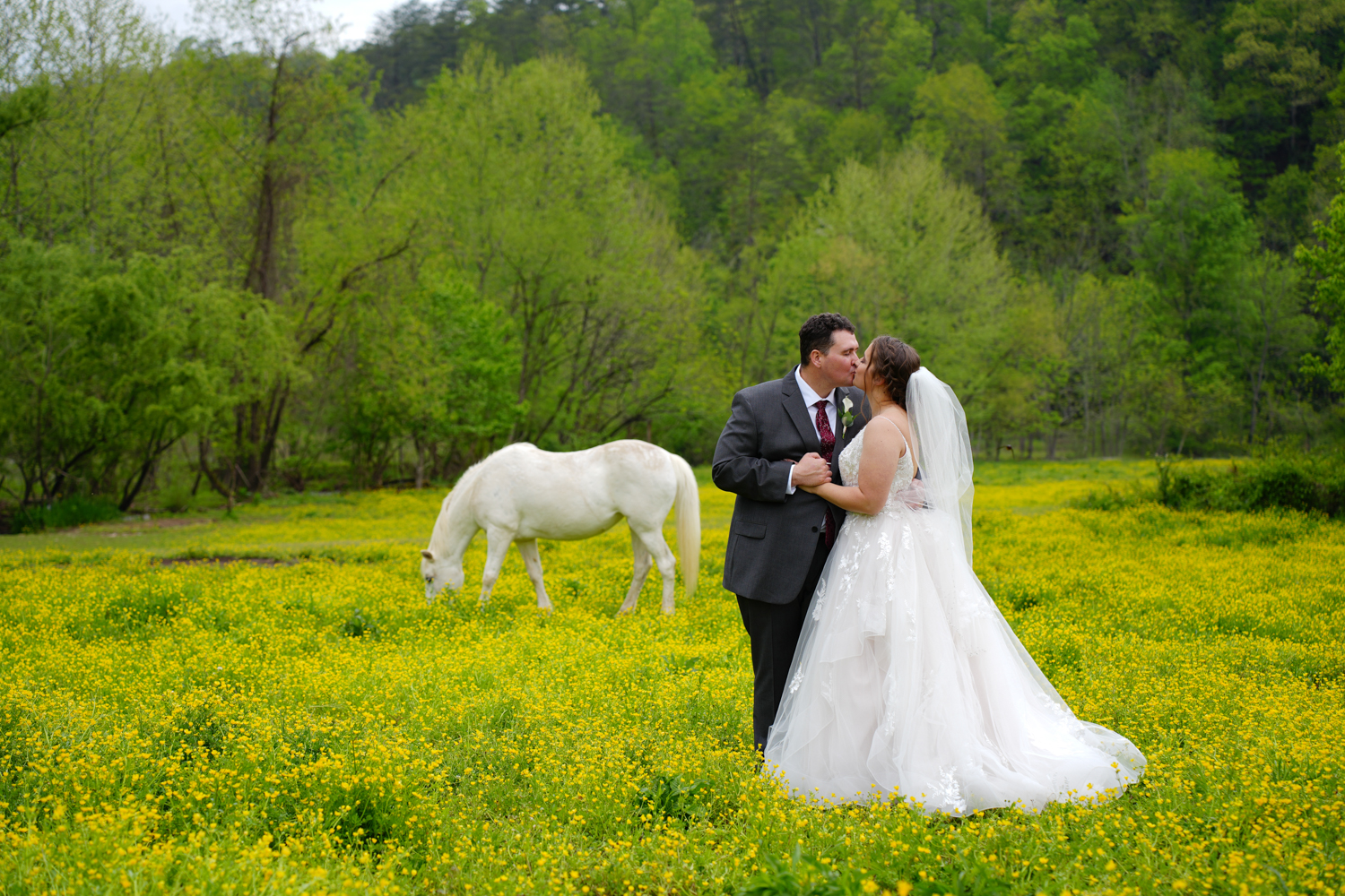 Wedding couple kissing in a field of yellow buttercups with a white appaloosa horse grazing in the background at the Honeysuckle Hills wedding venue in Pigeon Forge