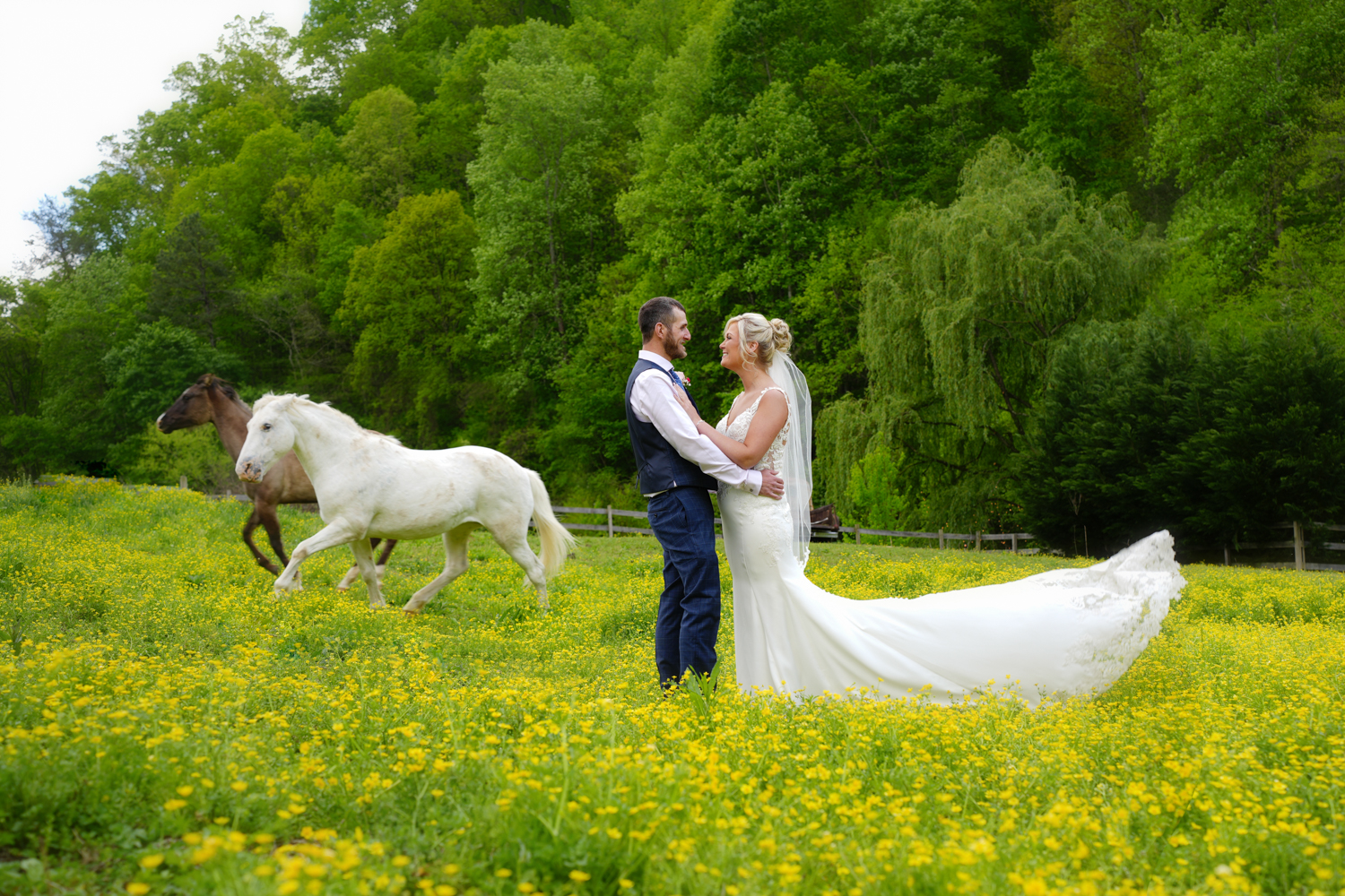Wedding couple holding each other as the bride's train blows in the breeze and two horses run past them in a field of yellow buttercups at Honeysuckle Hills wedding venue in Pigeon Forge
