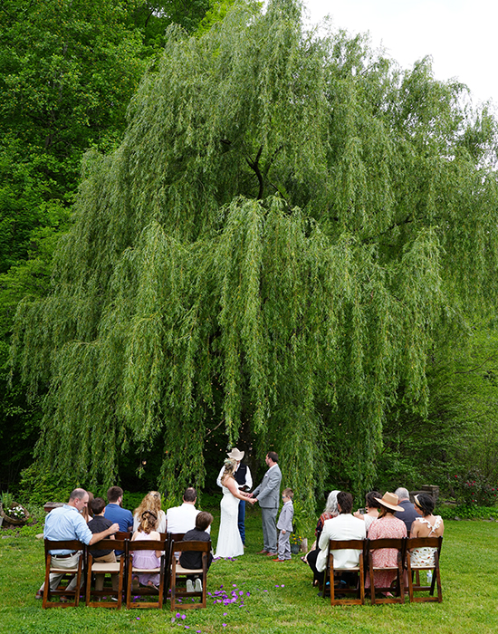 Couple getting married under a tall willow tree in the summer with several guests in attendance sitting in dark wooden folding chairs at the Honeysuckle Hills wedding venue in Pigeon Forge