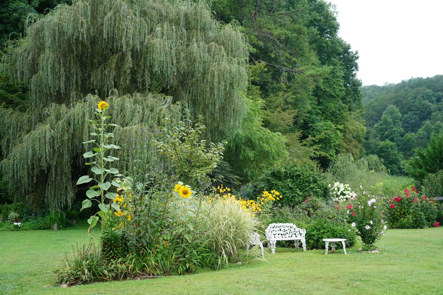 willow tree and garden with sunflowers by white garden furniture