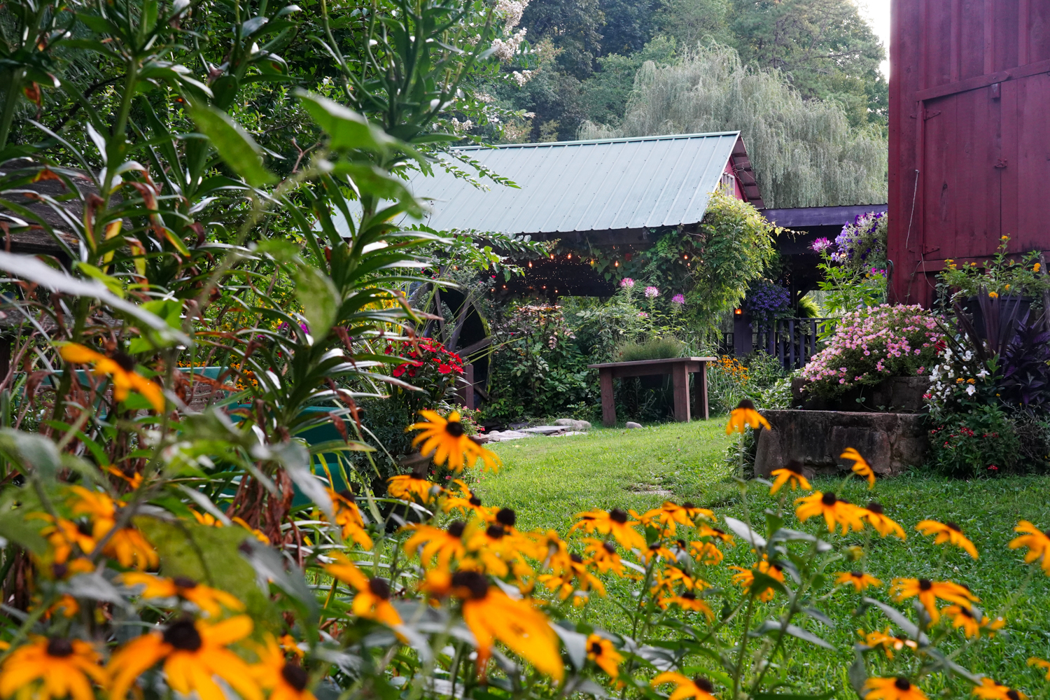 Black eyed susans blooming in front of a covered pavilion by a red barn wedding venue