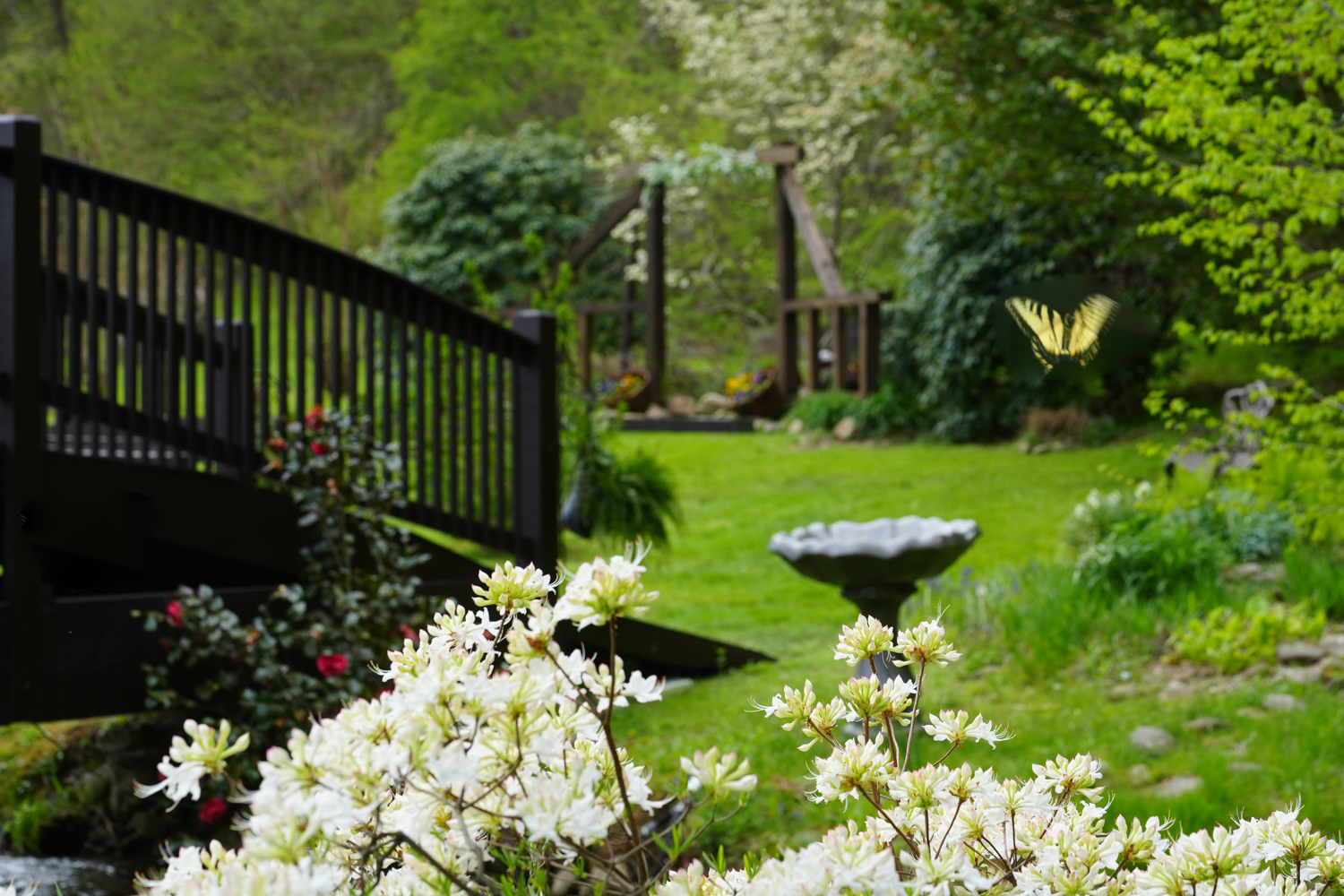 Yellow butterfly in a white azalea garden with a deep brown arched bridge and wooden arbor at Honeysuckle Hills in Pigeon Forge
