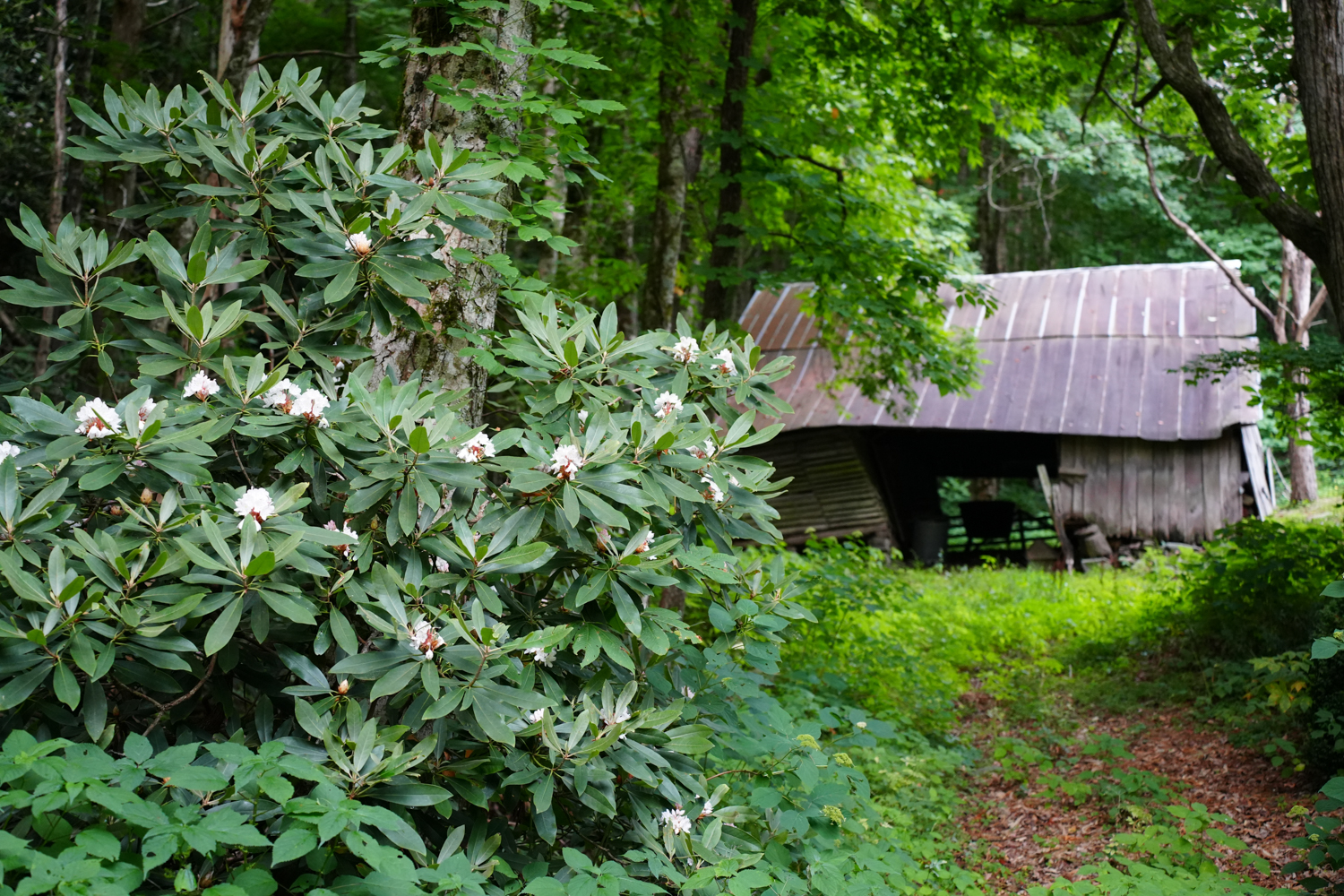 Old barn with rhododendrons in bloom