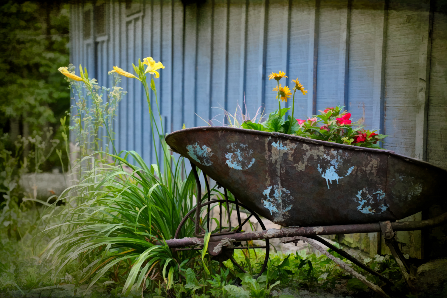 old wheelbarrow with flowers in front of an old house with blue paint