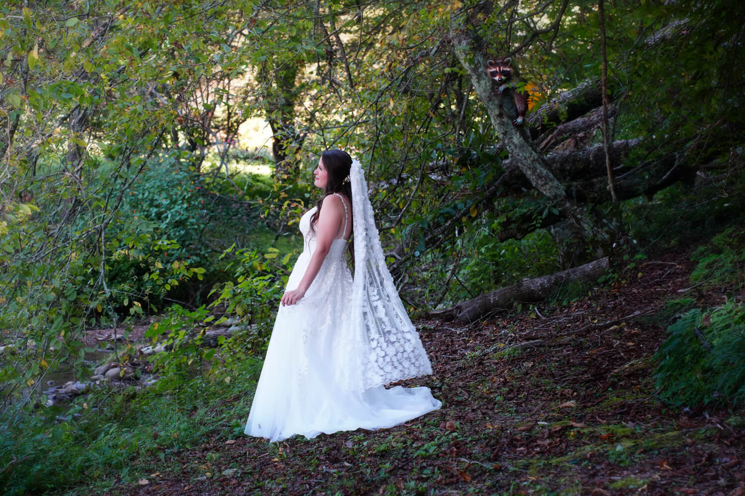 Bride standing in the woods near a creek with a racoon sitting in the tree behind her