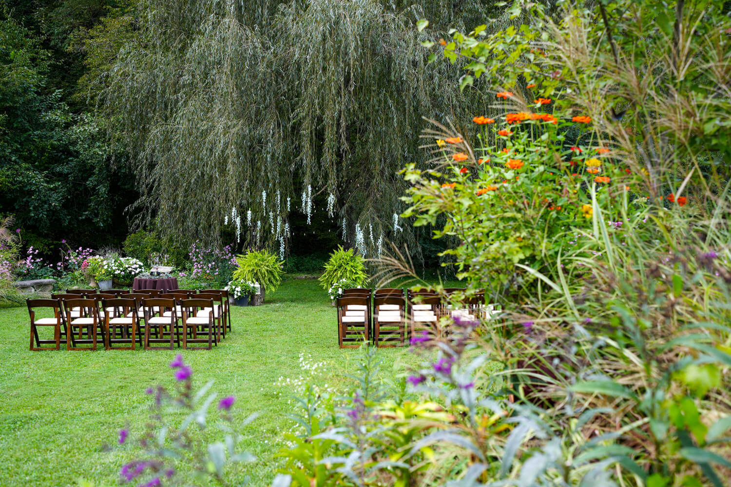 Willow tree ceremony location with dark wooden folding chairs in mid September with zinnia in bloom