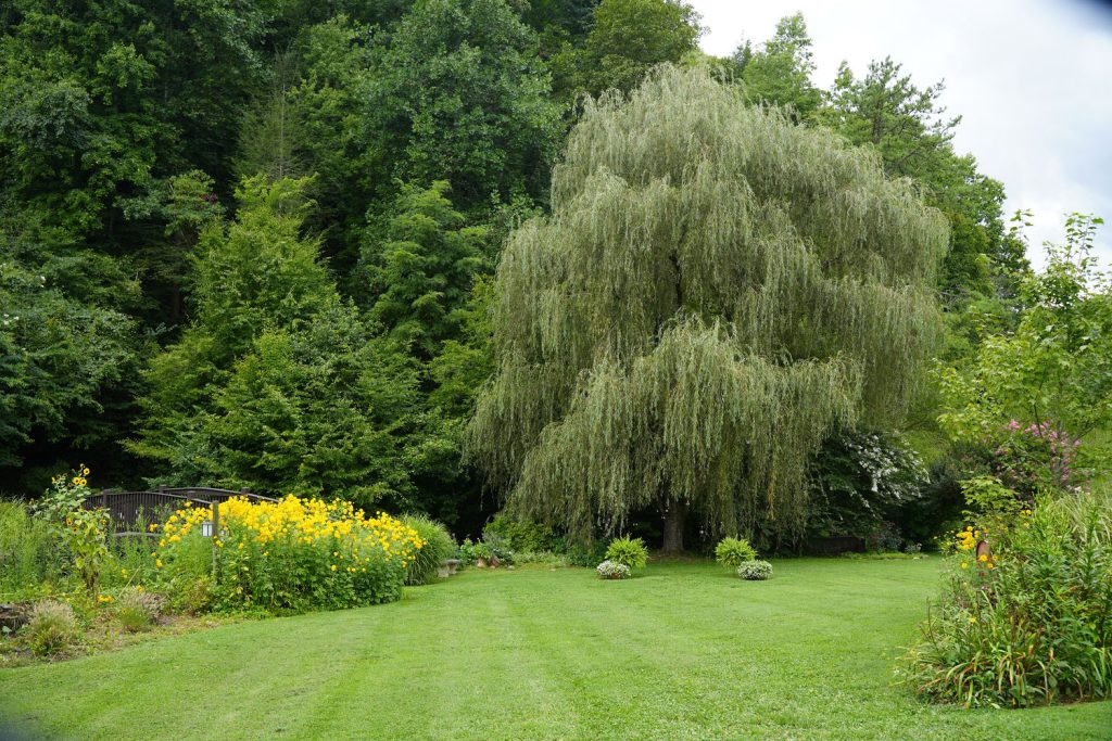 Honeysuckle Hills Willow Tree